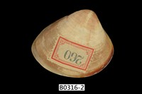 藏品(臺灣文蛤)的圖片